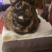 Isabelle a rejoint le concours — aidez-le/la à gagner de superbes lots ! cat, tortoiseshell, loaf, sofa, folded_cloth, indoor, pet, feline, curious, wide_eyes, brown, black, orange, living_room, curtains, furniture, cozy, domestic, relaxed, animal