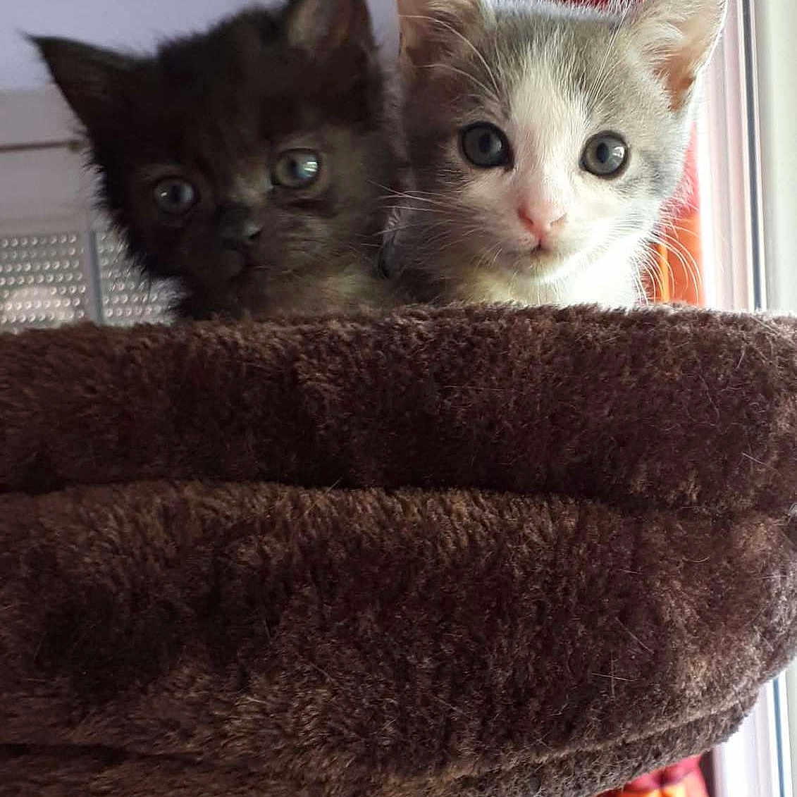 Popy participe au concours pour gagner de l'argent avec cette photo : animal, black, brown, cat, cat_tree, closeup, cozy, curious, cute, daylight, ears, feline, fur, gray, home, indoor, kitten, pet, whiskers, window