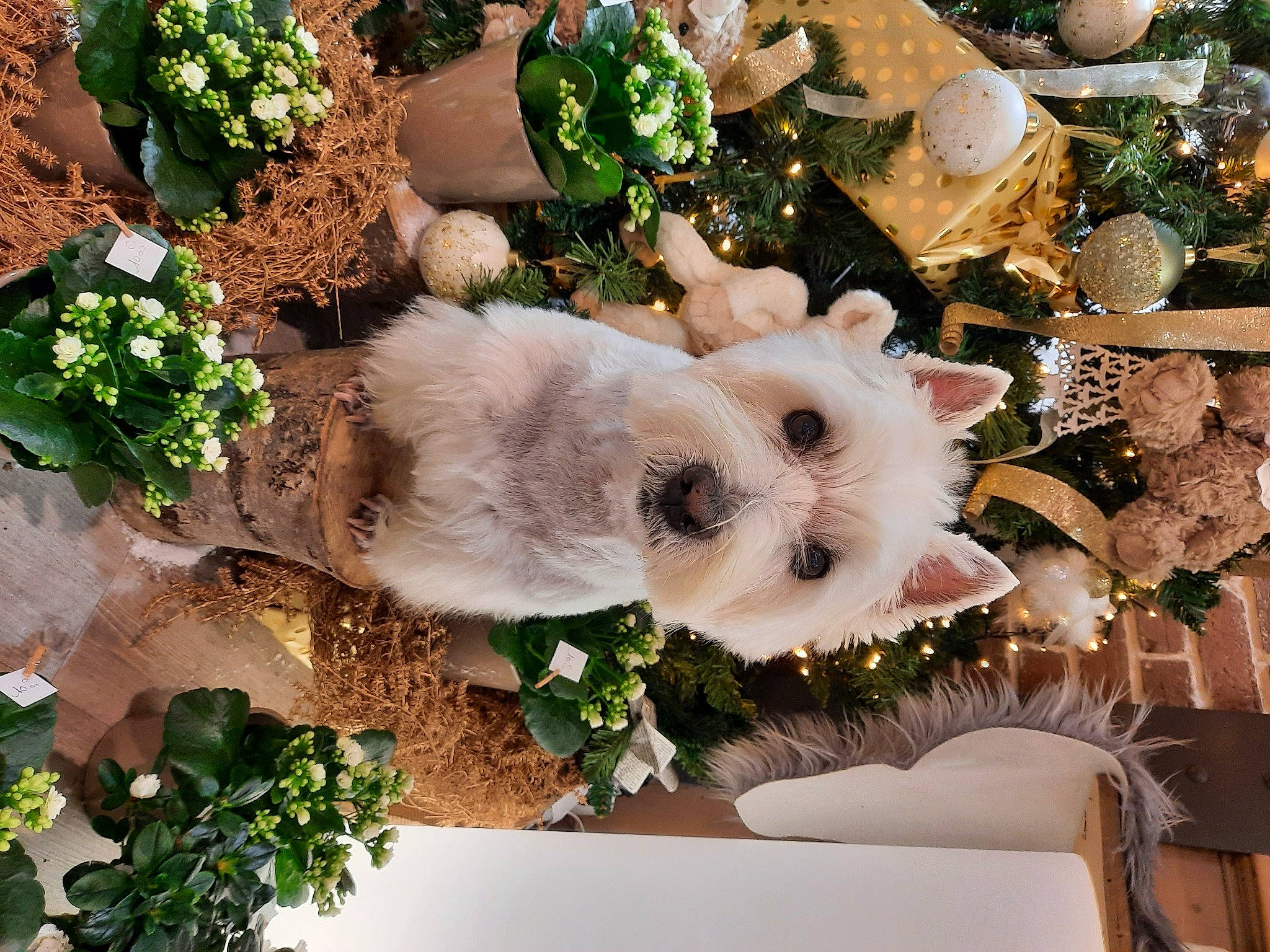 Galopin participe au concours pour gagner de l'argent avec cette photo : annual_plant, botany, carnivore, christmas_decoration, christmas_ornament, companion_dog, event, fawn, floristry, flower, flower_arranging, grass, green, groundcover, ornament, plant, shrub, sporting_group, spring, toy