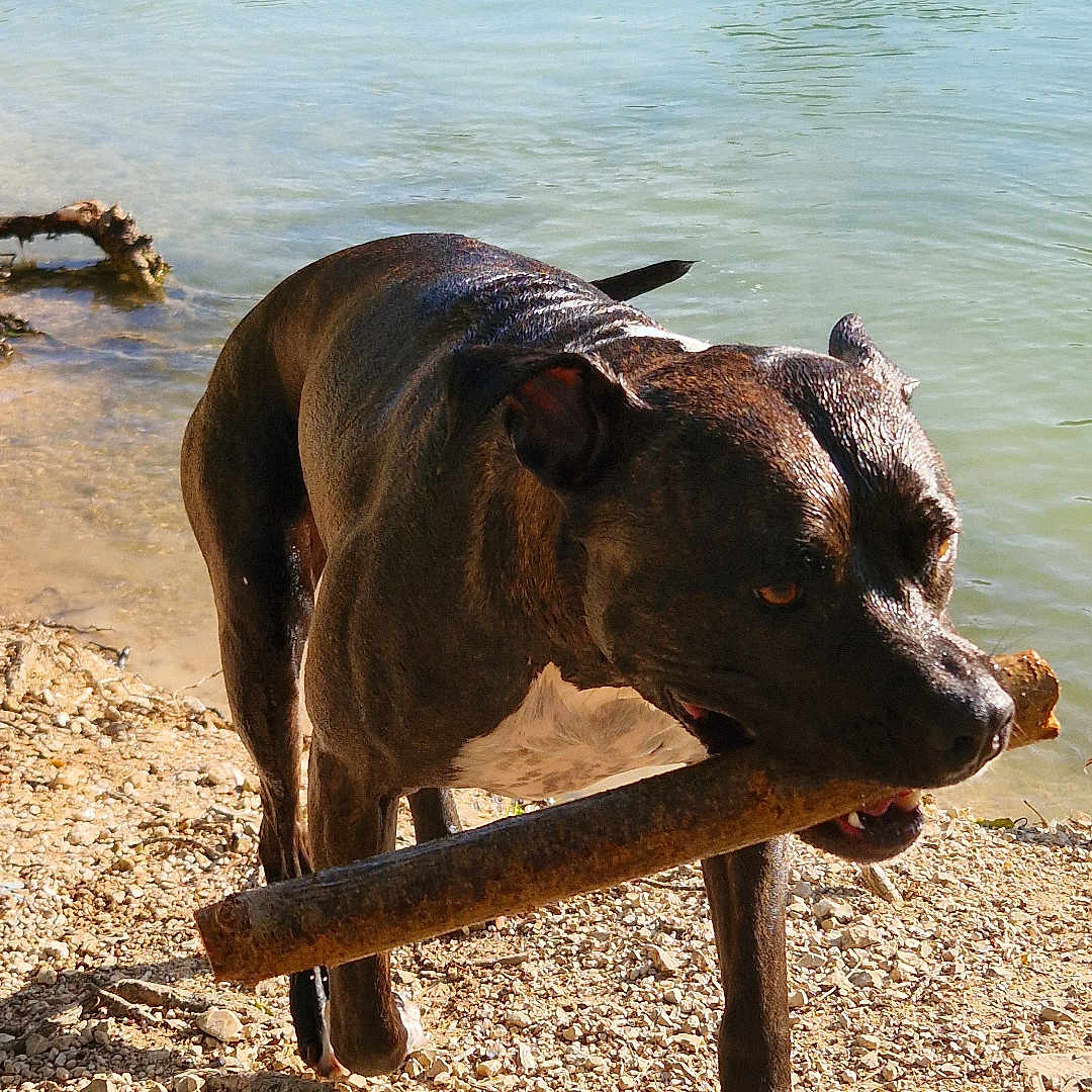 Kaly participe au concours pour gagner de l'argent avec cette photo : dog, animal, pet, lakeside, water, shoreline, pebbles, stick, fetch, playing, outdoors, nature, sunlight, standing, wet, brown_dog, white_paws, profile, lake, portrait