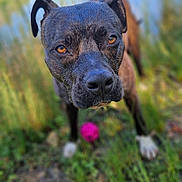 Kaly a rejoint le concours — aidez-le/la à gagner de superbes lots ! dog, canine, portrait, outdoor, grass, garden, black_dog, brindle_coat, short_hair, floppy_ears, brown_eyes, close_up, standing, pink_ball, toy, nature, blurred_background, dramatic_expression, pet, photography