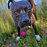 dog, canine, portrait, outdoor, grass, garden, black_dog, brindle_coat, short_hair, floppy_ears, brown_eyes, close_up, standing, pink_ball, toy, nature, blurred_background, dramatic_expression, pet, photography