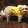 dog, small_dog, yellow_hoodie, pet_clothing, curly_fur, white_fur, wooden_floor, indoor, pet, animal, cute, standing, looking, curious, cozy, adorable, fur, clothing, hoodie, domestic_animal