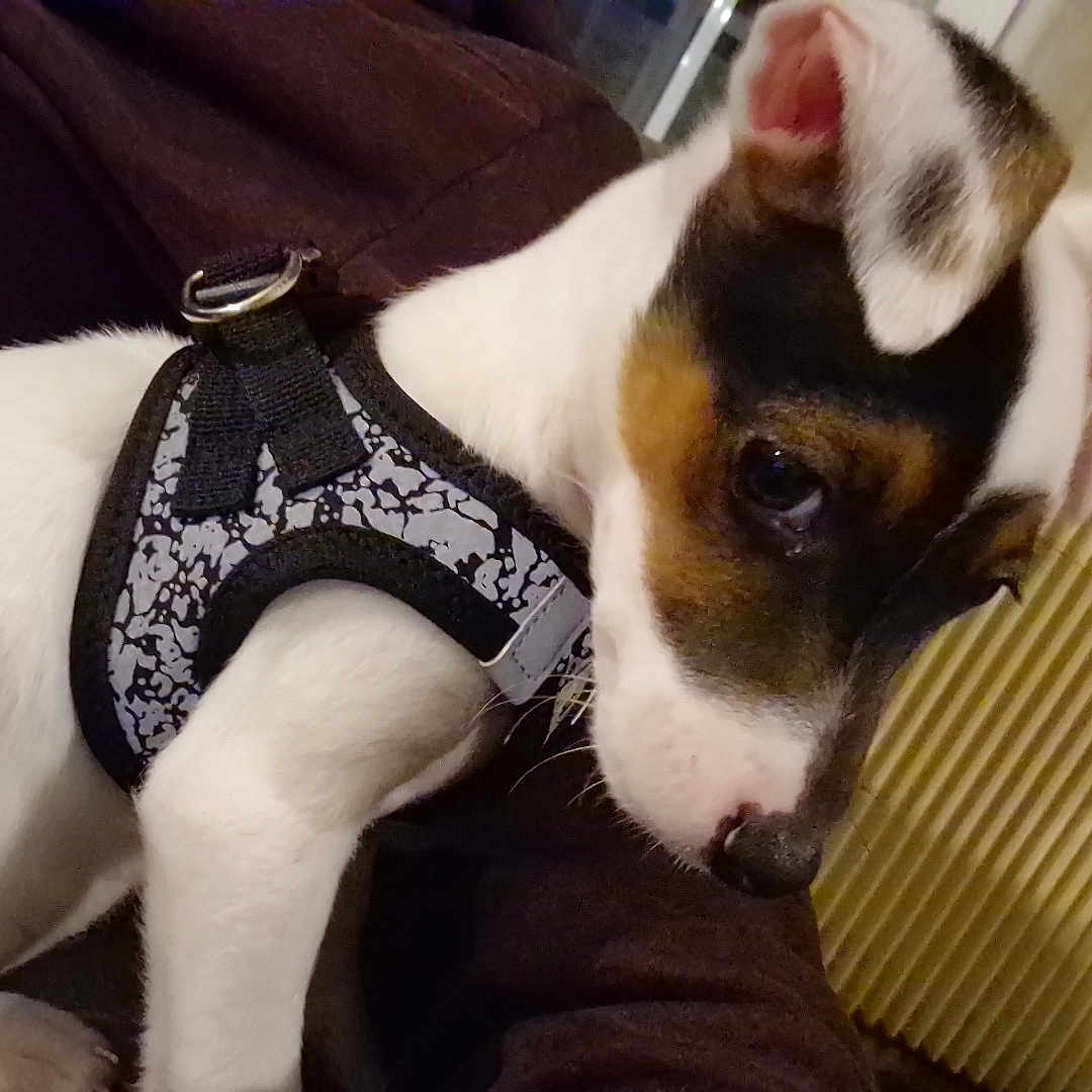 Volty a rejoint le concours — aidez-le/la à gagner de superbes lots ! accessories, animal, beagle, boxer, bulldog, canine, cat, clothing, couch, dog, frenchbulldog, furniture, harness, hound, pet, pitbull, puppy, strap, terrier, underwear