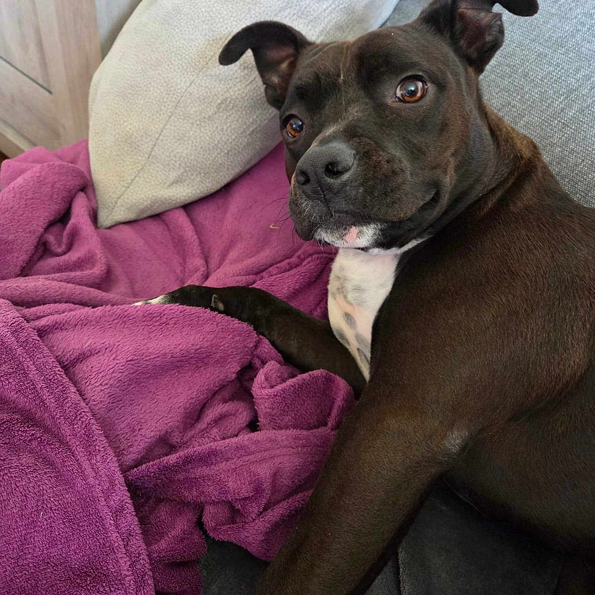 Hotello a rejoint le concours — aidez-le/la à gagner de superbes lots ! animal, black_dog, blanket, canine, comfortable, companion, couch, cozy, dog, domestic_animal, fur, home, indoor, laying_down, looking_at_camera, pet, pillow, purple_blanket, relaxed, resting