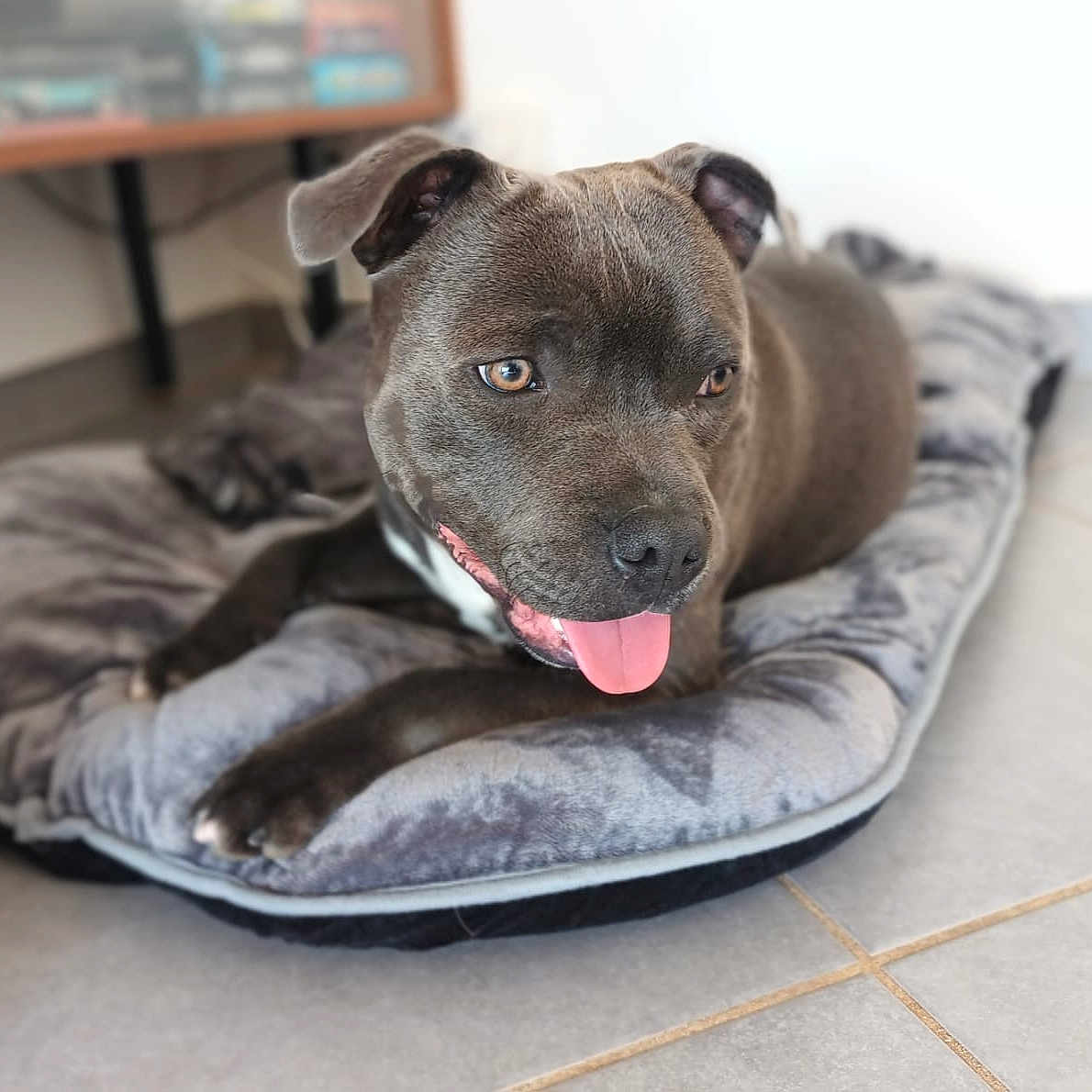 Voyou a rejoint le concours — aidez-le/la à gagner de superbes lots ! animal, canine, cat, dog, dogbed, face, head, person, pet