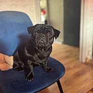 Princesse a rejoint le concours — aidez-le/la à gagner de superbes lots ! dog, pug, black_dog, pet, indoor, chair, blue_chair, wooden_floor, blurred_background, animal, cute, small_dog, fur, face, ears, sitting, looking, home, cozy, domestic