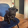 dog, pug, black_dog, pet, indoor, chair, blue_chair, wooden_floor, blurred_background, animal, cute, small_dog, fur, face, ears, sitting, looking, home, cozy, domestic