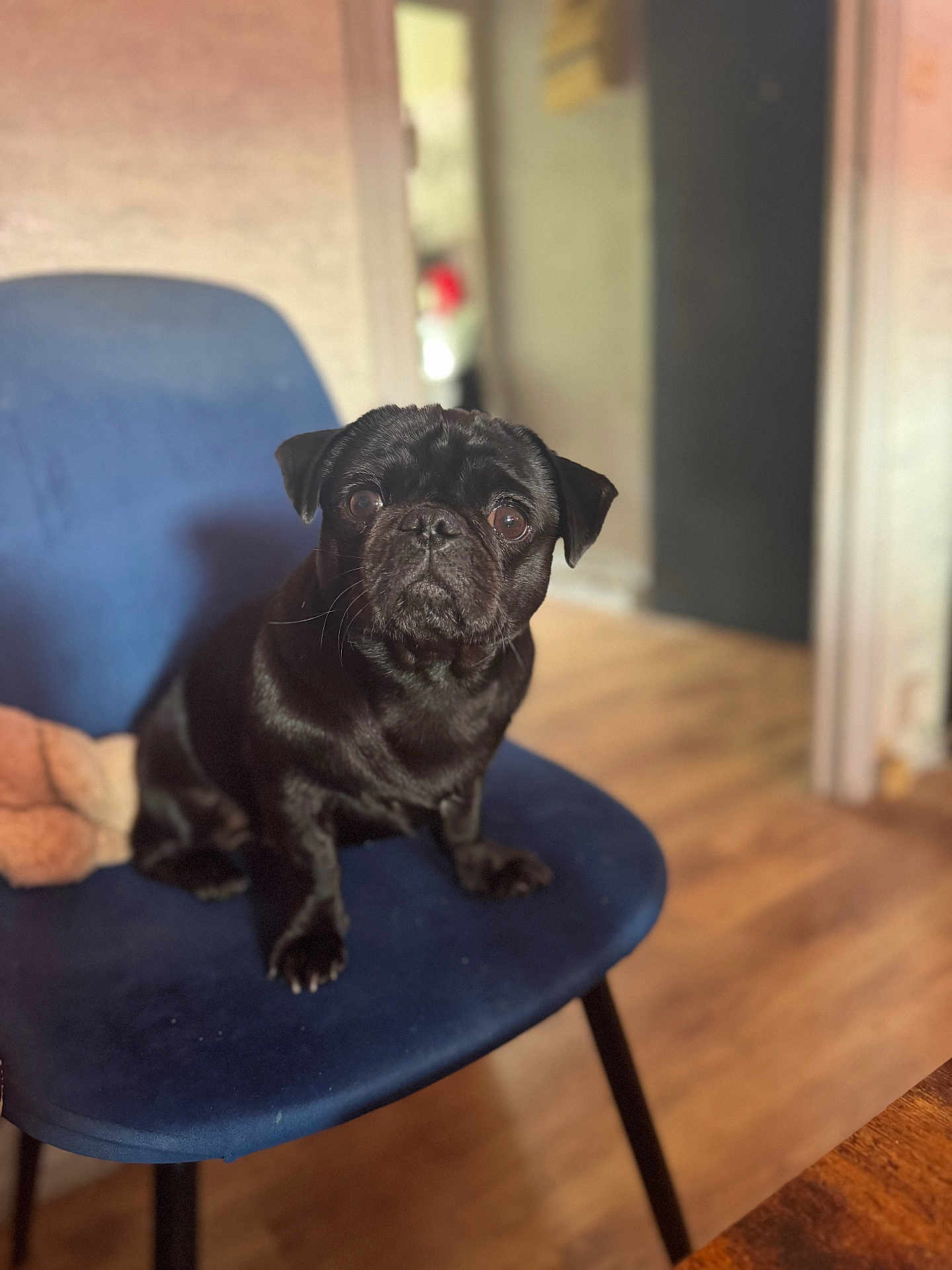 Princesse a rejoint le concours — aidez-le/la à gagner de superbes lots ! dog, pug, black_dog, pet, indoor, chair, blue_chair, wooden_floor, blurred_background, animal, cute, small_dog, fur, face, ears, sitting, looking, home, cozy, domestic