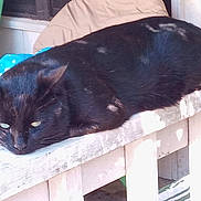 Baby is registered to the contest to win money with this photo: cat, black_cat, animal, pet, resting, bench, wood, outdoor, furniture, ear, tail, sunlight, relaxed, sleepy, domestic_cat, mammal, closeup, laying_down, daylight, window