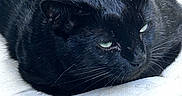 Baby is registered to the contest to win money with this photo: animal, black_cat, cat, close_up, cushion, cute, domestic_cat, feline, fur, furniture, green_eyes, indoor, mammal, pet, relaxed, resting, sleepy, whiskers, white_cushion, wicker