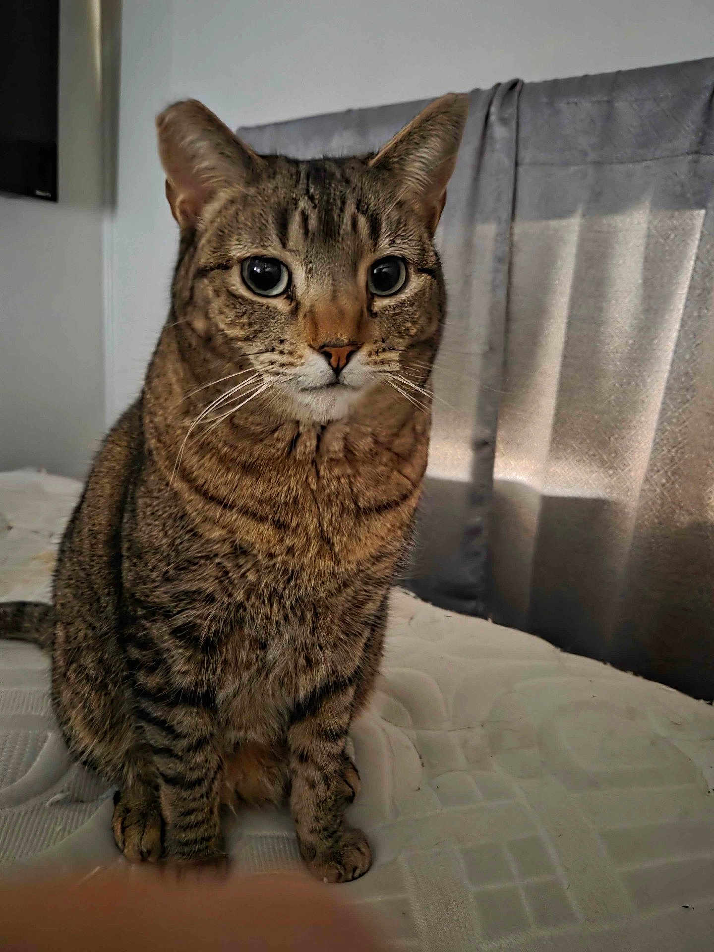 Ariel joined the competition — help win amazing prizes! cat, tabby, indoor, pet, mammal, whiskers, feline, animal, curious, mattress, fur, sitting, ears, eyes, face, portrait, home, curtain, domestic, cute