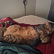 Ariel is registered to the contest to win money with this photo: cat, tabby, sleeping, bed, blanket, red_blanket, green_blanket, fur, paws, relaxed, indoor, nap, cozy, resting, domestic_cat, striped, whiskers, ears, tail, quiet