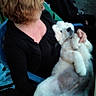 Neptune participe au concours pour gagner de l'argent avec cette photo : person, dog, white_dog, fluffy_dog, holding, sitting, chair, outdoor, relaxed, pet, companion, animal, casual, black_clothing, blurry, candid, comfort, lap, light_hair, gentle