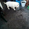 Neptune participe au concours pour gagner de l'argent avec cette photo : puppy, dog, white, blurry, floor, metal_bowl, bucket, plastic_bucket, chair, outdoor, pet, animal, young_dog, ground, indoor_outdoor_transition, container, water_bowl, furniture, domestic_animal, blur