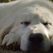 Neptune participe au concours pour gagner de l'argent avec cette photo : dog, white_dog, sleeping, resting, close_up, fluffy, paw, nose, outdoor, sunlight, peaceful, animal, pet, canine, relaxation, fur, quiet, portrait, mammal, nap