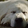 dog, white_dog, sleeping, resting, close_up, fluffy, paw, nose, outdoor, sunlight, peaceful, animal, pet, canine, relaxation, fur, quiet, portrait, mammal, nap