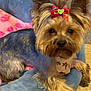Zoe joined the competition — help win amazing prizes! dog, yorkshire_terrier, pet, bow, bandana, chair, indoor, cute, small_dog, fur, animal, paw, ears, face, looking, cozy, resting, domestic_animal, adorable, companion