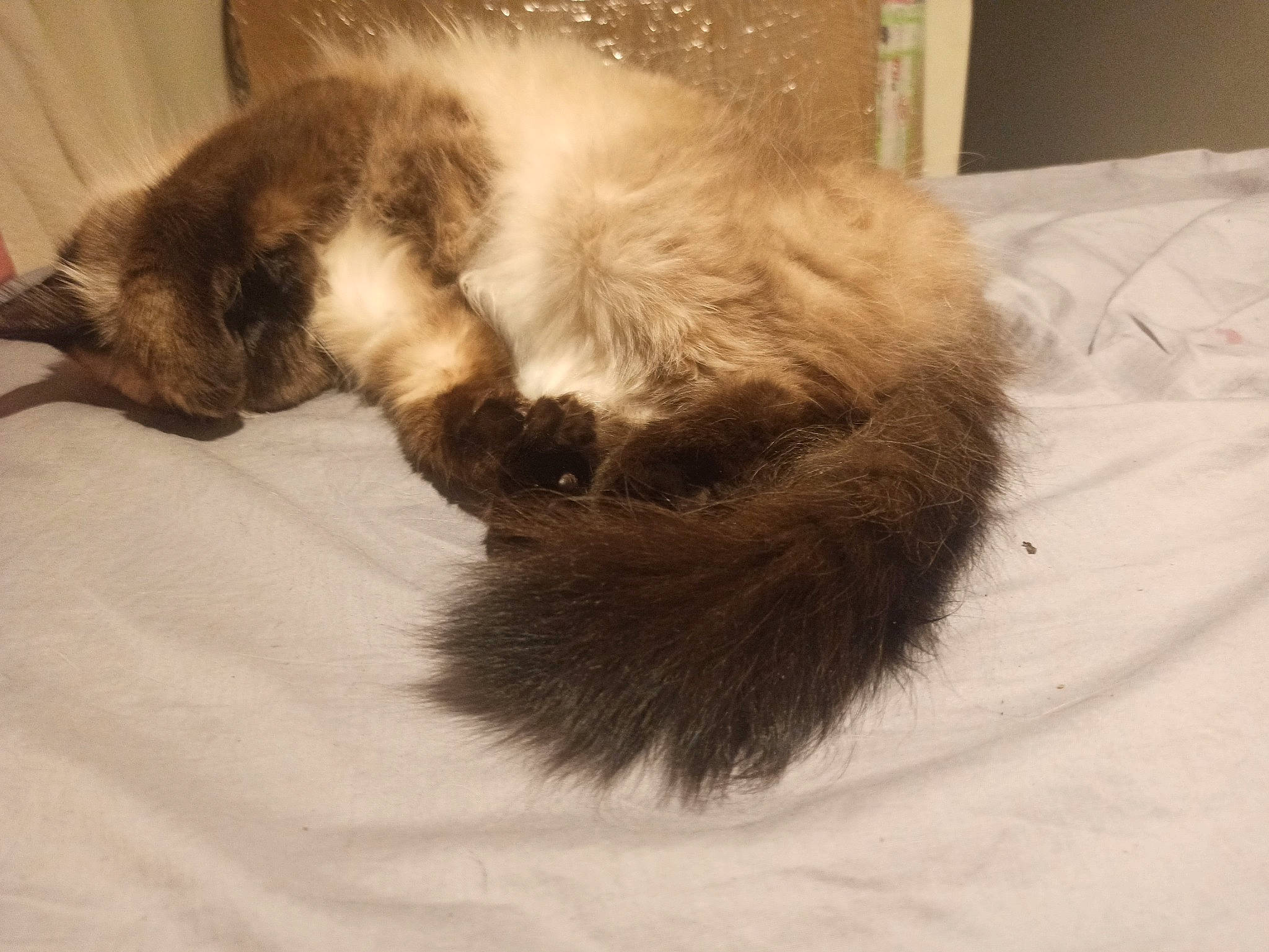 Ketty a rejoint le concours — aidez-le/la à gagner de superbes lots ! carnivore, cat, claw, comfort, dog_breed, fawn, felidae, flooring, fur, hardwood, linens, nap, paw, sleep, small_to_medium_sized_cats, snout, tail, whiskers