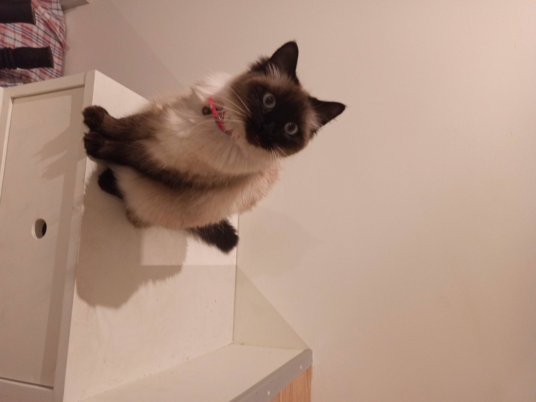 Ketty participe au concours pour gagner de l'argent avec cette photo : balinese, birman, box, carnivore, carton, cat, domestic_short_haired_cat, fawn, felidae, fur, paper_product, room, shipping_box, siamese, small_to_medium_sized_cats, tail, thai, whiskers