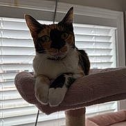 Duchess joined the competition — help win amazing prizes! cat, calico_cat, pet, indoor, window, blinds, feline, animal, resting, perch, soft_texture, curious, paws, ears, whiskers, domestic_cat, cute, relaxed, house, cozy