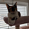 cat, calico_cat, pet, indoor, window, blinds, feline, animal, resting, perch, soft_texture, curious, paws, ears, whiskers, domestic_cat, cute, relaxed, house, cozy