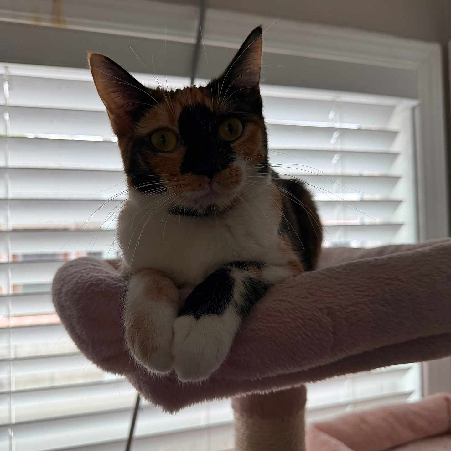 Duchess