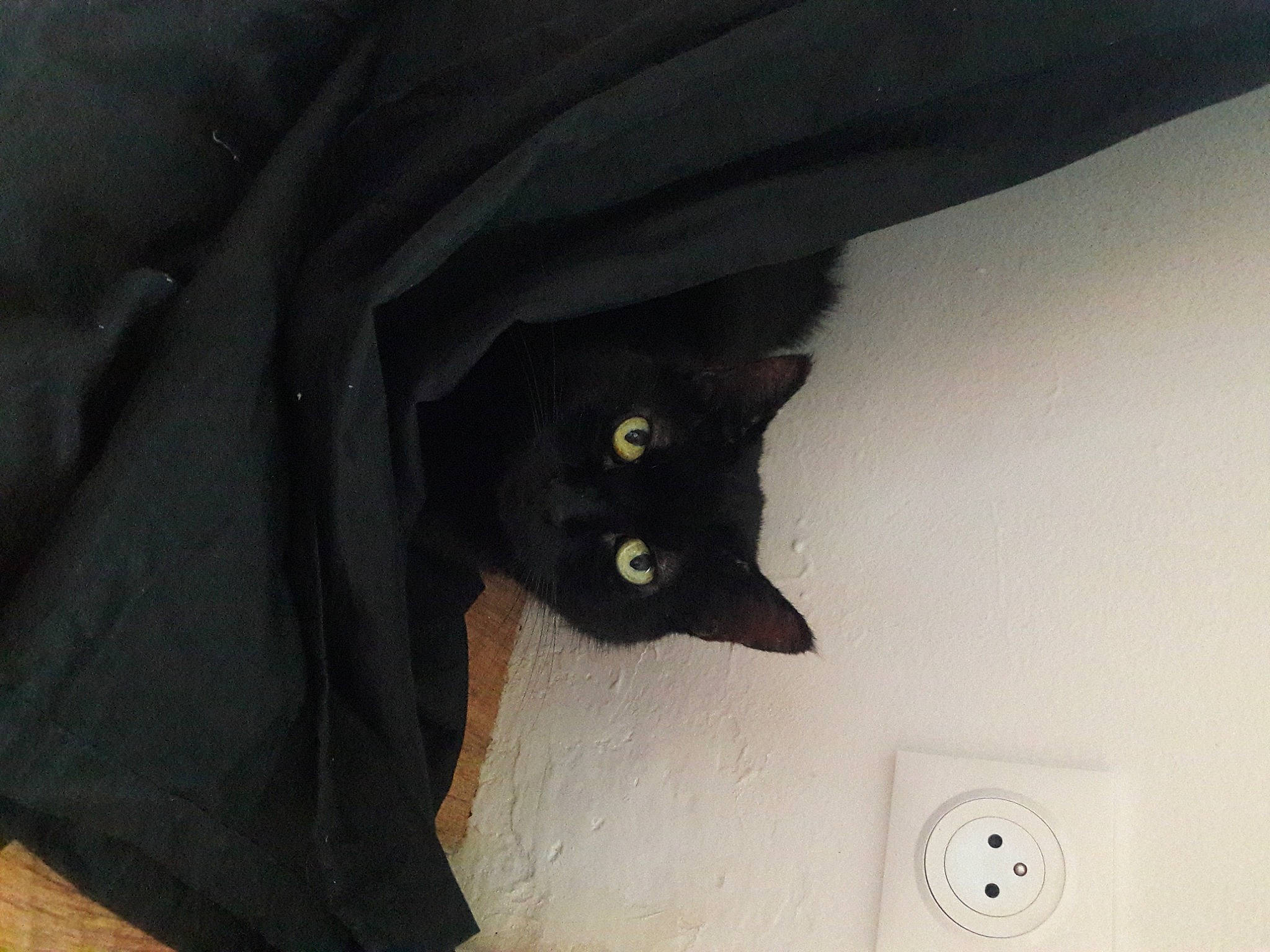 Linda participe au concours pour gagner de l'argent avec cette photo : black_cat, bombay, carnivore, cat, circle, clock, domestic_short_haired_cat, felidae, fur, grey, room, small_to_medium_sized_cats, snout, tail, whiskers