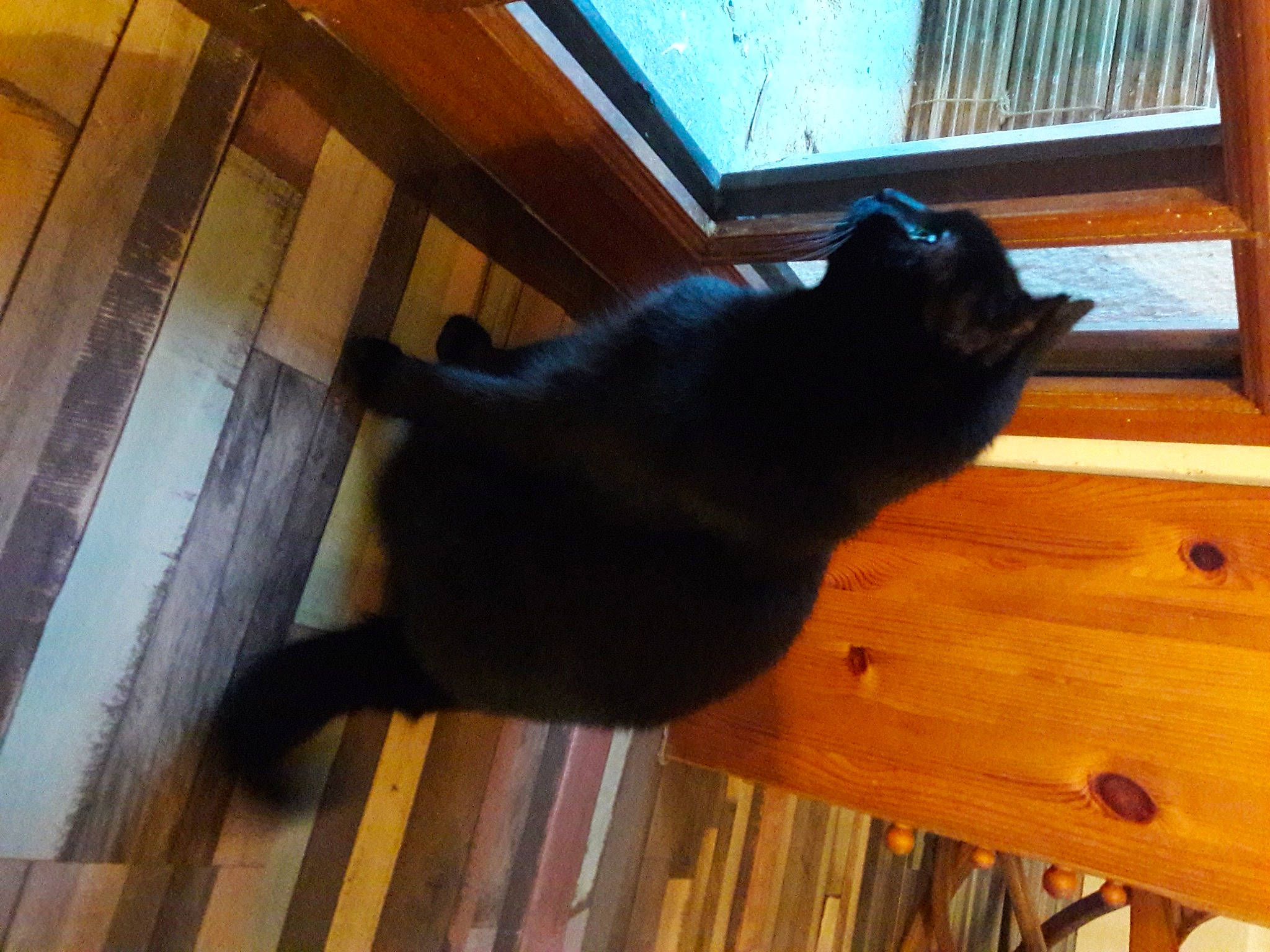 Linda a rejoint le concours — aidez-le/la à gagner de superbes lots ! black_cat, brown, carnivore, cat, comfort, dog_breed, felidae, floor, flooring, fur, hardwood, mammal, small_to_medium_sized_cats, snout, tail, tints_and_shades, vertebrate, whiskers, wood, wood_stain