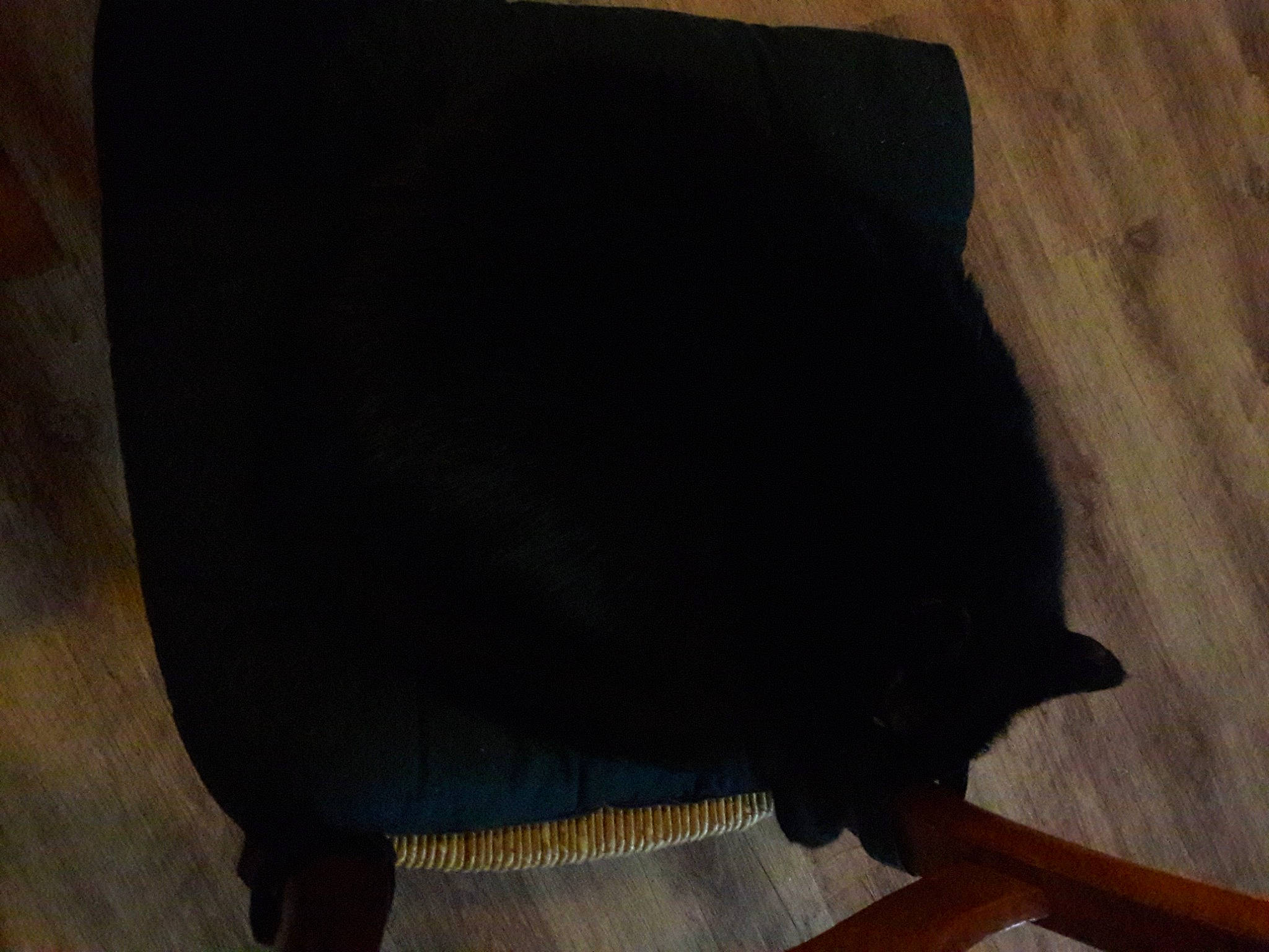 Linda participe au concours pour gagner de l'argent avec cette photo : black_cat, bombay, carnivore, cat, dog_breed, domestic_short_haired_cat, fashion_accessory, felidae, flooring, fur, grey, hardwood, sleeve, small_to_medium_sized_cats, snout, tail, tints_and_shades, umbrella, whiskers, wood