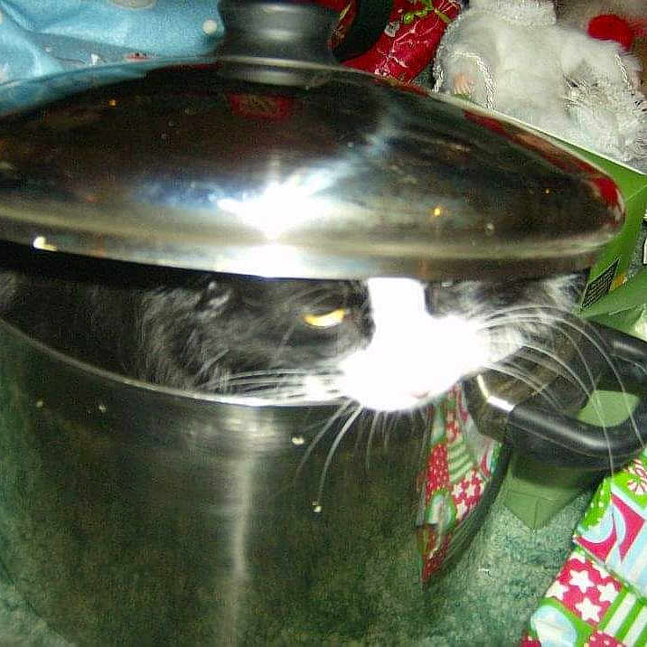 Pinky joined the competition — help win amazing prizes! auto_part, carnivore, cat, cat_supply, claw, comfort_food, domestic_short_haired_cat, felidae, food_processor, fur, gas, kettle, kitchen_appliance, pet_supply, plastic_bag, pressure_cooker, small_to_medium_sized_cats, snout, tail, whiskers