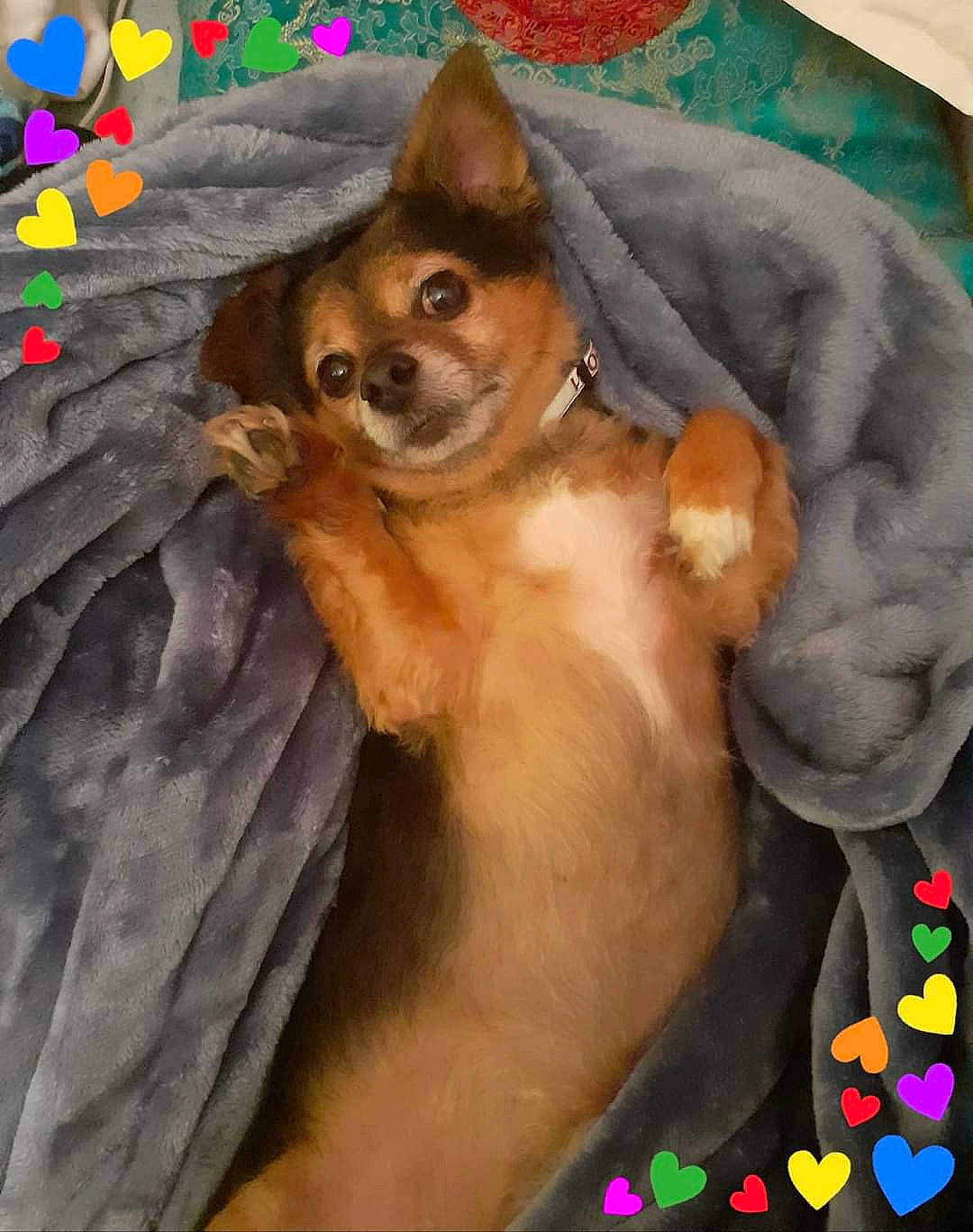 Brady is registered to the contest to win money with this photo: art, canidae, carnivore, chihuahua, companion_dog, dog, dog_breed, dog_supply, fawn, felidae, fur, illustration, mammal, painting, small_to_medium_sized_cats, snout, tail, toy_dog, vertebrate, whiskers