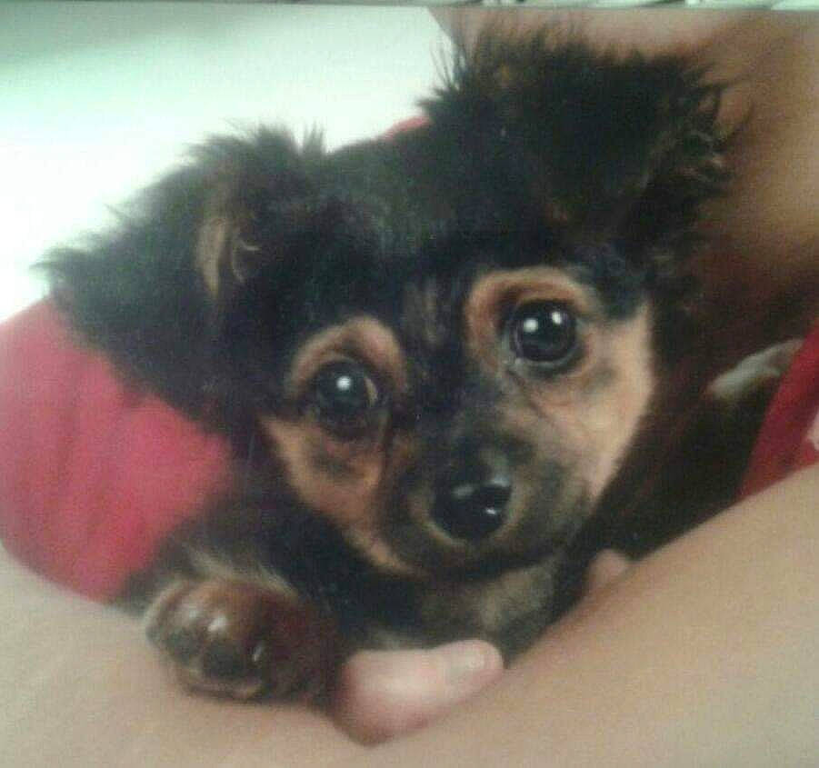 Brady is registered to the contest to win money with this photo: canidae, carnivore, chihuahua, companion_dog, dog, dog_breed, ear, fawn, fur, paw, puppy, russkiy_toy, sporting_group, terrestrial_animal, toy_dog, whiskers, working_animal