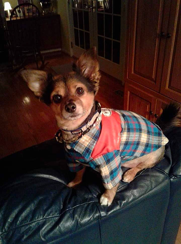 Brady is registered to the contest to win money with this photo: cabinetry, carnivore, chair, collar, companion_dog, dog, dog_breed, dog_clothes, dog_collar, dog_supply, fawn, pattern, pet_supply, plaid, snout, sporting_group, tartan, toy_dog, wood, working_animal