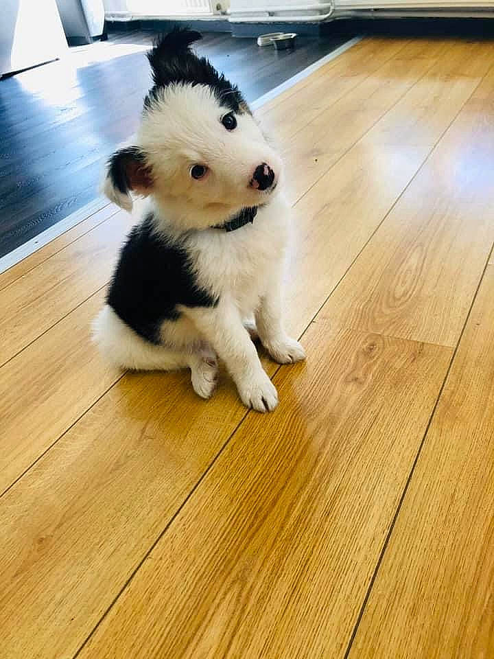 Shenron participe au concours pour gagner de l'argent avec cette photo : canidae, carnivore, companion_dog, dog, dog_breed, fawn, floor, flooring, happy, hardwood, laminate_flooring, plank, snout, tail, toy, varnish, wood, wood_flooring, wood_stain, working_animal