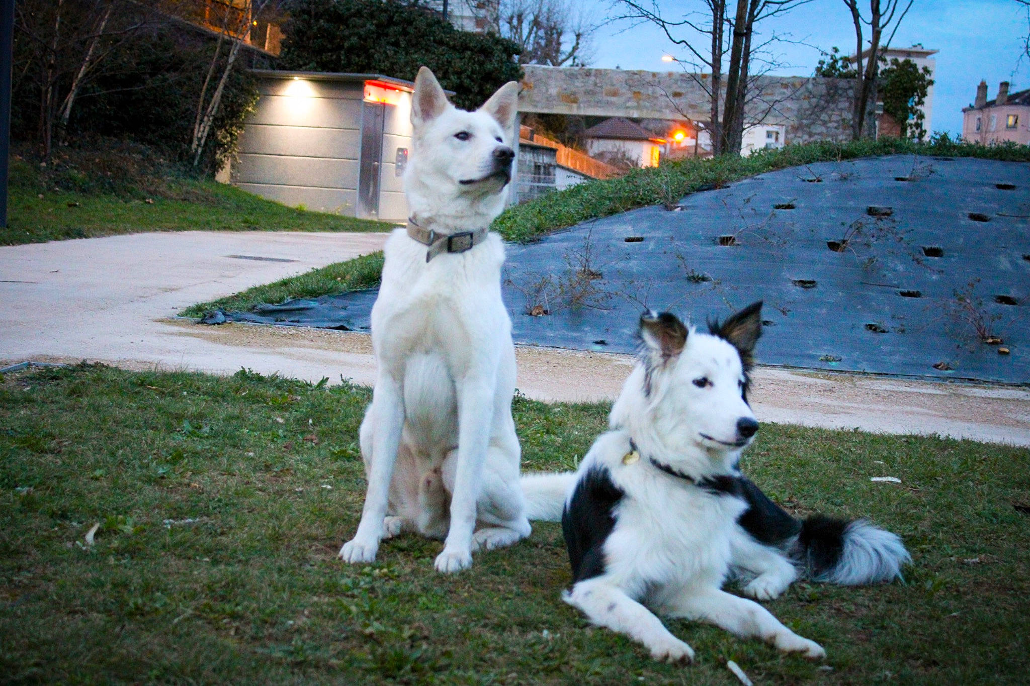 Gohan a rejoint le concours — aidez-le/la à gagner de superbes lots ! ancient_dog_breeds, canidae, carnivore, cloud, collar, companion_dog, dog, dog_breed, dog_collar, fawn, grass, light, plant, sky, sporting_group, tail, tree, vertebrate, working_animal, working_dog