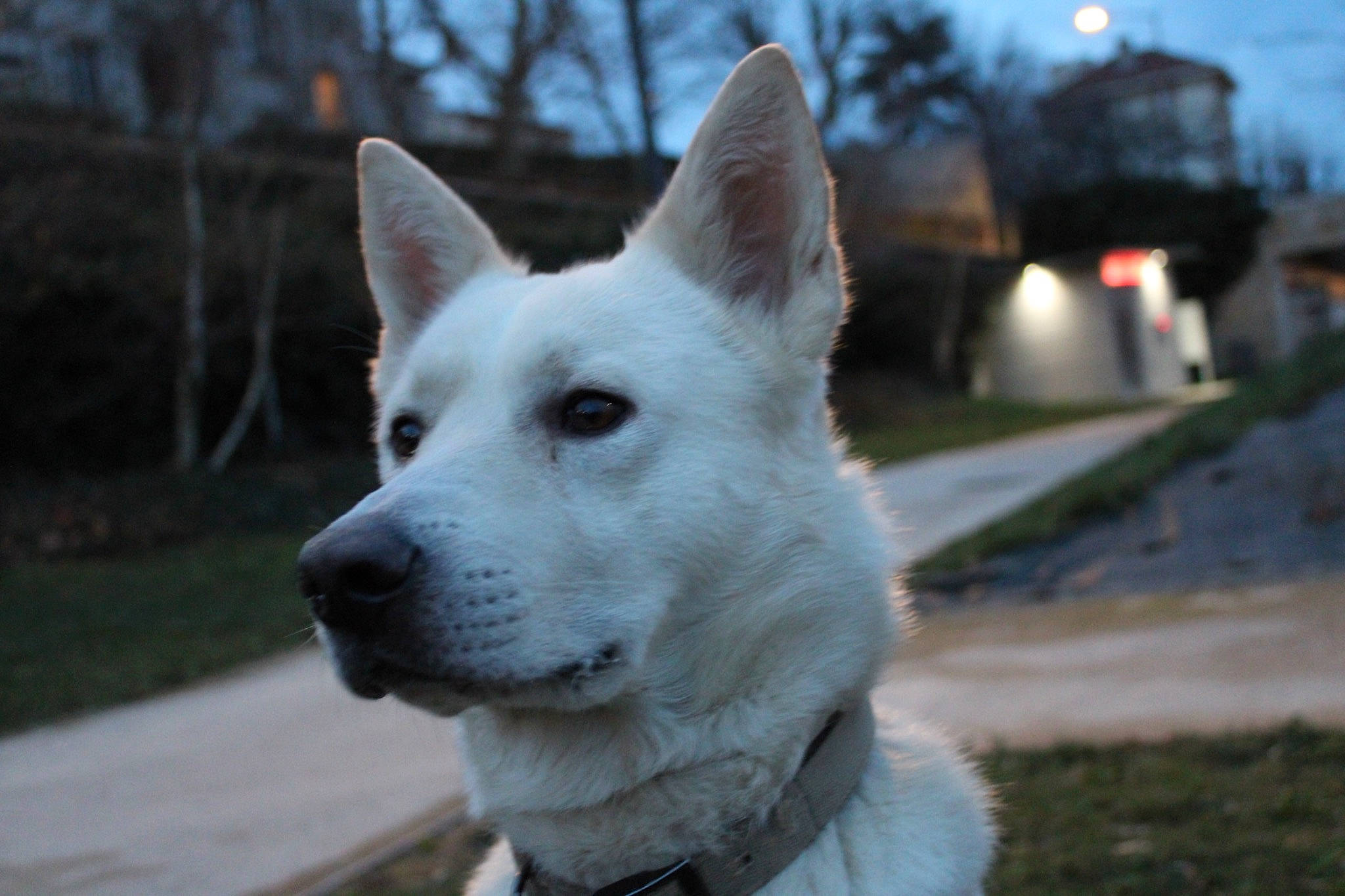 Gohan a rejoint le concours — aidez-le/la à gagner de superbes lots ! ancient_dog_breeds, canidae, carnivore, collar, companion_dog, dog, dog_breed, fawn, fur, grass, non_sporting_group, plant, sky, sporting_group, tail, terrestrial_animal, tree, whiskers, working_animal, working_dog