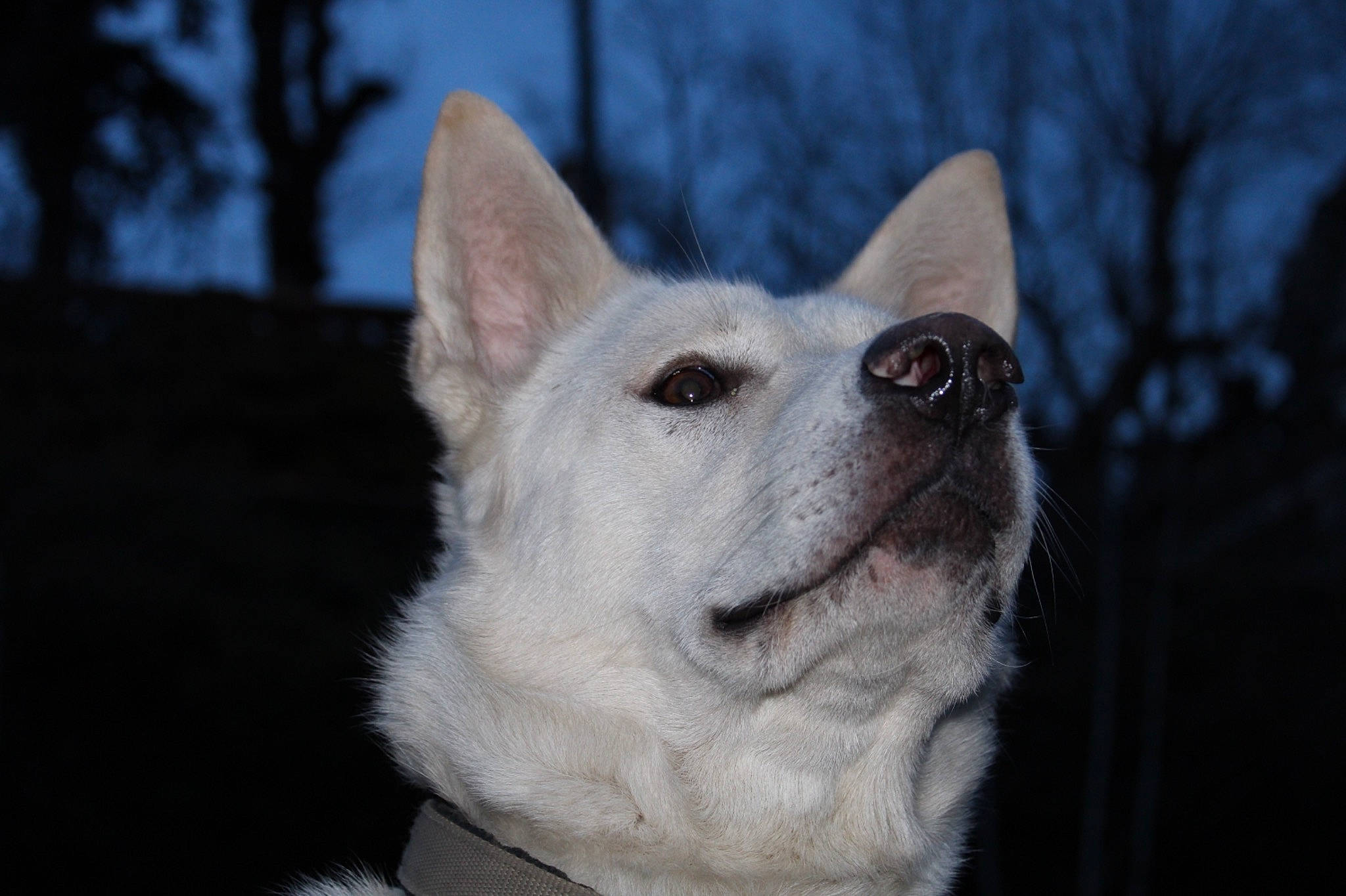 Gohan a rejoint le concours — aidez-le/la à gagner de superbes lots ! ancient_dog_breeds, canidae, carnivore, companion_dog, dog, dog_breed, eye, fawn, fur, jaw, non_sporting_group, sky, snout, sporting_group, terrestrial_animal, tree, whiskers, wildlife, working_animal, working_dog