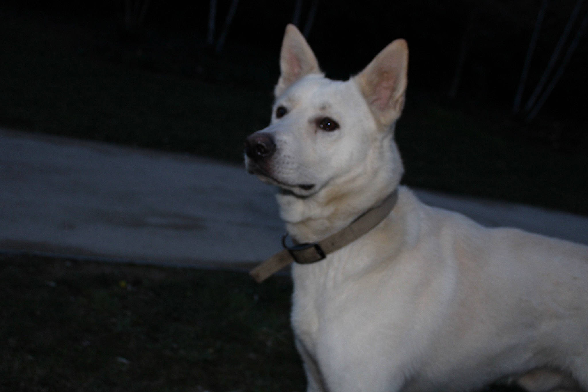 Gohan participe au concours pour gagner de l'argent avec cette photo : ancient_dog_breeds, canidae, carnivore, collar, companion_dog, dog, dog_breed, dog_collar, fawn, kintamani, mammal, non_sporting_group, snout, sporting_group, tail, terrestrial_animal, terrier, vertebrate, whiskers, working_animal