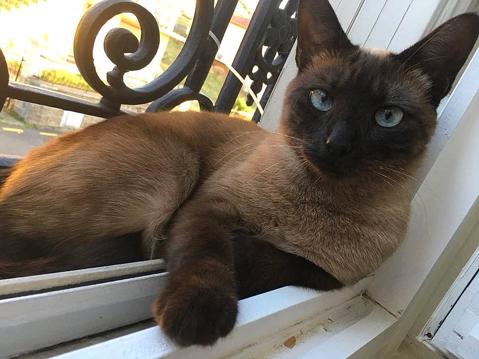 Tchikita participe au concours pour gagner de l'argent avec cette photo : asian, balinese, black_cat, burmese, carnivore, cat, fawn, felidae, german_rex, javanese, korat, mammal, ojos_azules, siamese, small_to_medium_sized_cats, snout, thai, tonkinese, vertebrate, whiskers