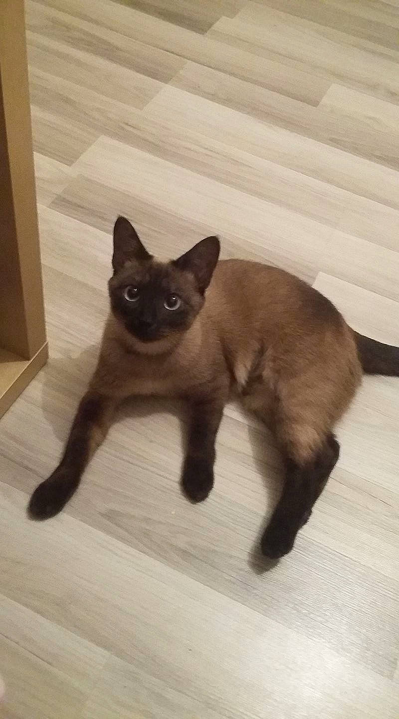 Tchikita a rejoint le concours — aidez-le/la à gagner de superbes lots ! balinese, black_cat, burmese, carnivore, cat, domestic_short_haired_cat, fawn, felidae, havana_brown, javanese, kitten, korat, mammal, siamese, small_to_medium_sized_cats, tail, thai, tonkinese, vertebrate, whiskers