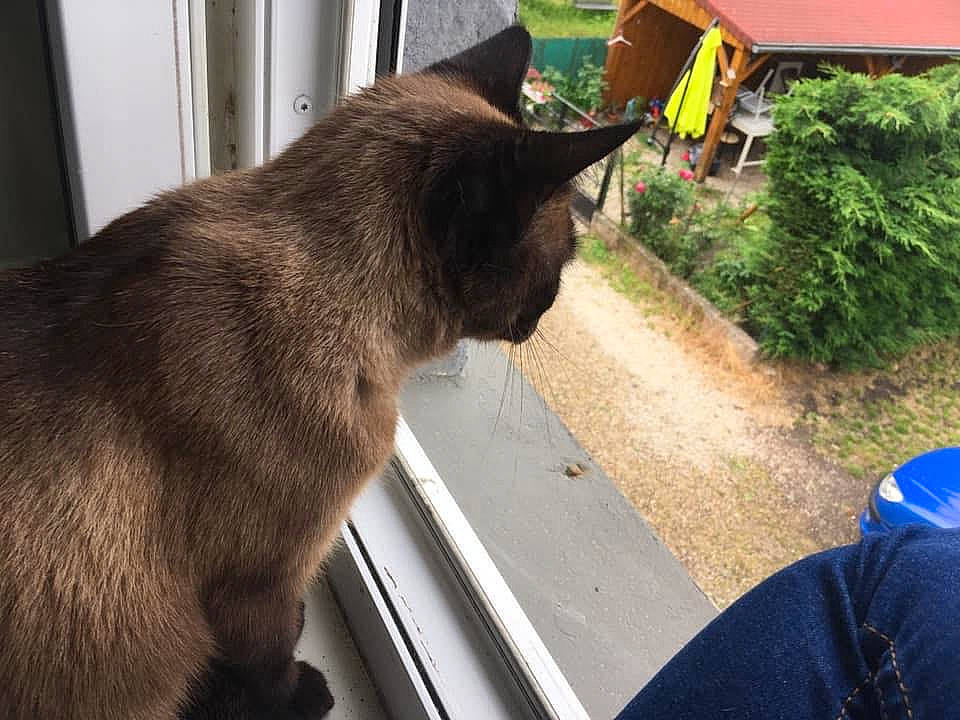 Tchikita participe au concours pour gagner de l'argent avec cette photo : black_cat, burmese, canidae, carnivore, cat, dog_breed, fawn, felidae, korat, small_to_medium_sized_cats, snout, sporting_group, tail