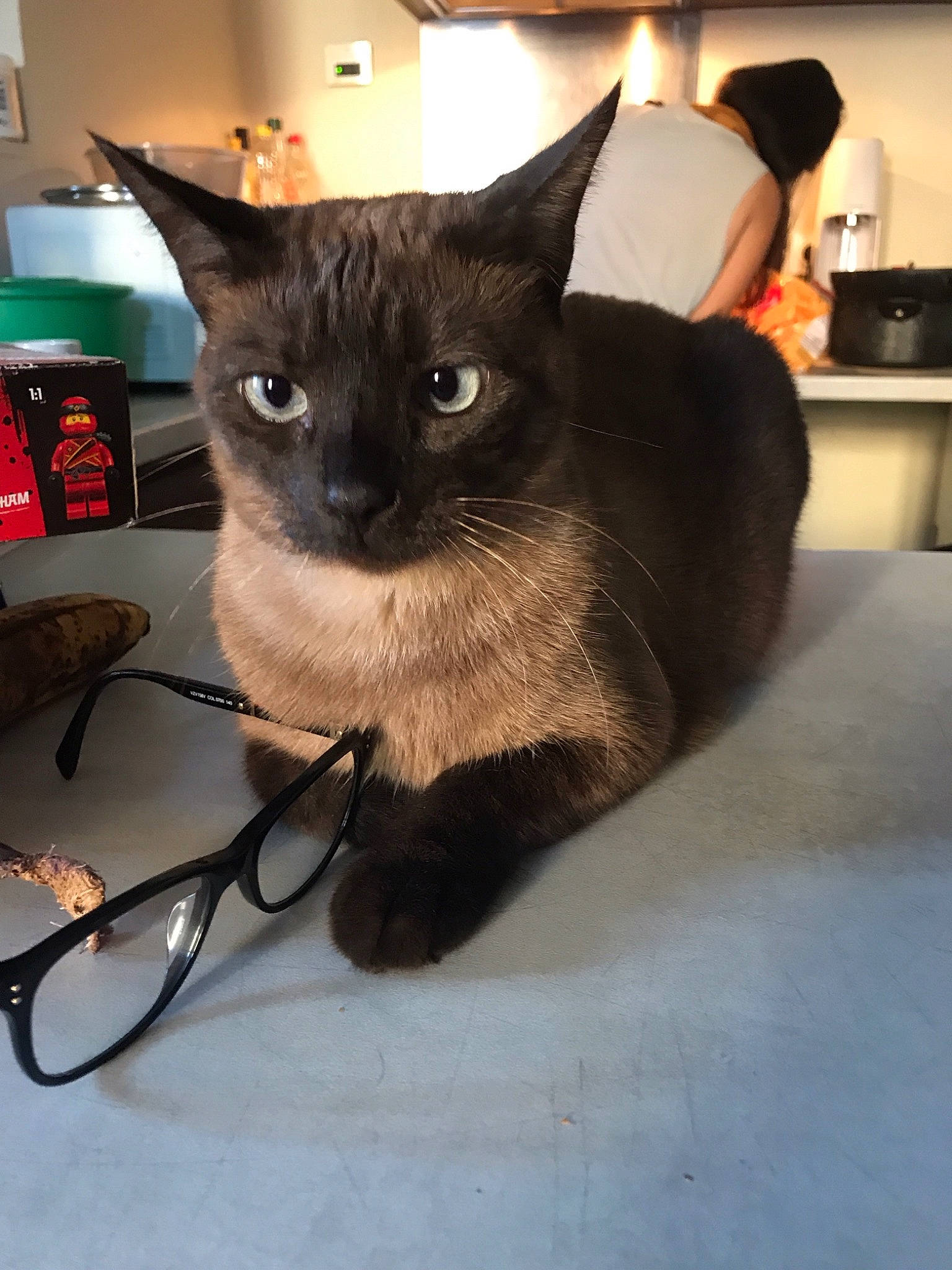 Tchikita participe au concours pour gagner de l'argent avec cette photo : asian, black_cat, burmese, carnivore, cat, domestic_short_haired_cat, ear, felidae, javanese, mammal, siamese, small_to_medium_sized_cats, thai, tonkinese, whiskers