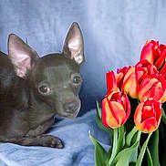 Grumpy is registered to the contest to win money with this photo: dog, chihuahua, pet, tulips, flowers, bouquet, indoor, fabric_background, blanket, portrait, ears, cute, small_dog, plant, colorful, red_tulip, green_leaf, closeup, curious, relaxed