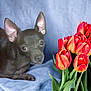 dog, chihuahua, pet, tulips, flowers, bouquet, indoor, fabric_background, blanket, portrait, ears, cute, small_dog, plant, colorful, red_tulip, green_leaf, closeup, curious, relaxed