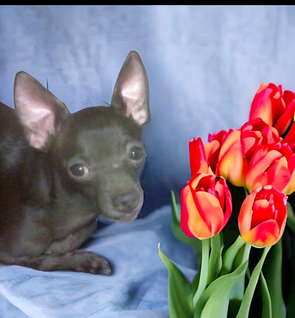Grumpy is registered to the contest to win money with this photo: dog, chihuahua, pet, tulips, flowers, bouquet, indoor, fabric_background, blanket, portrait, ears, cute, small_dog, plant, colorful, red_tulip, green_leaf, closeup, curious, relaxed