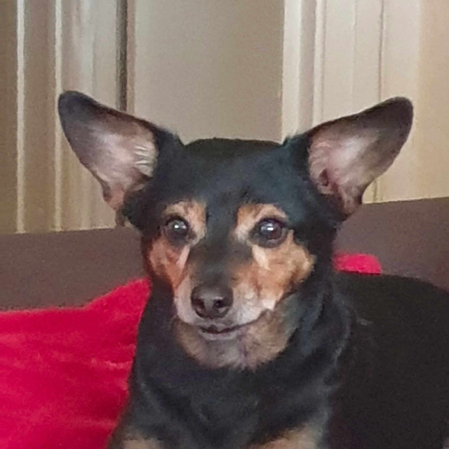 Filou a rejoint le concours — aidez-le/la à gagner de superbes lots ! animal, brown_and_black, canine, closeup, comfort, companion, couch, curious_expression, dog, domestic, ears, face, fur, indoor, pet, portrait, red_blanket, relaxed, resting, small_dog