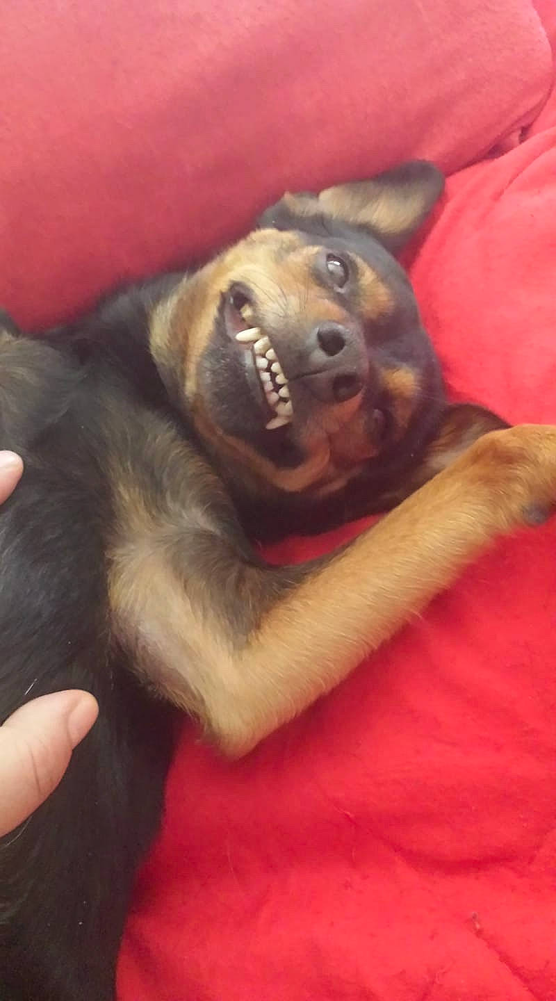 Filou a rejoint le concours — aidez-le/la à gagner de superbes lots ! canidae, carnivore, dog, dog_breed, fawn, head, jaw, mouth, snout