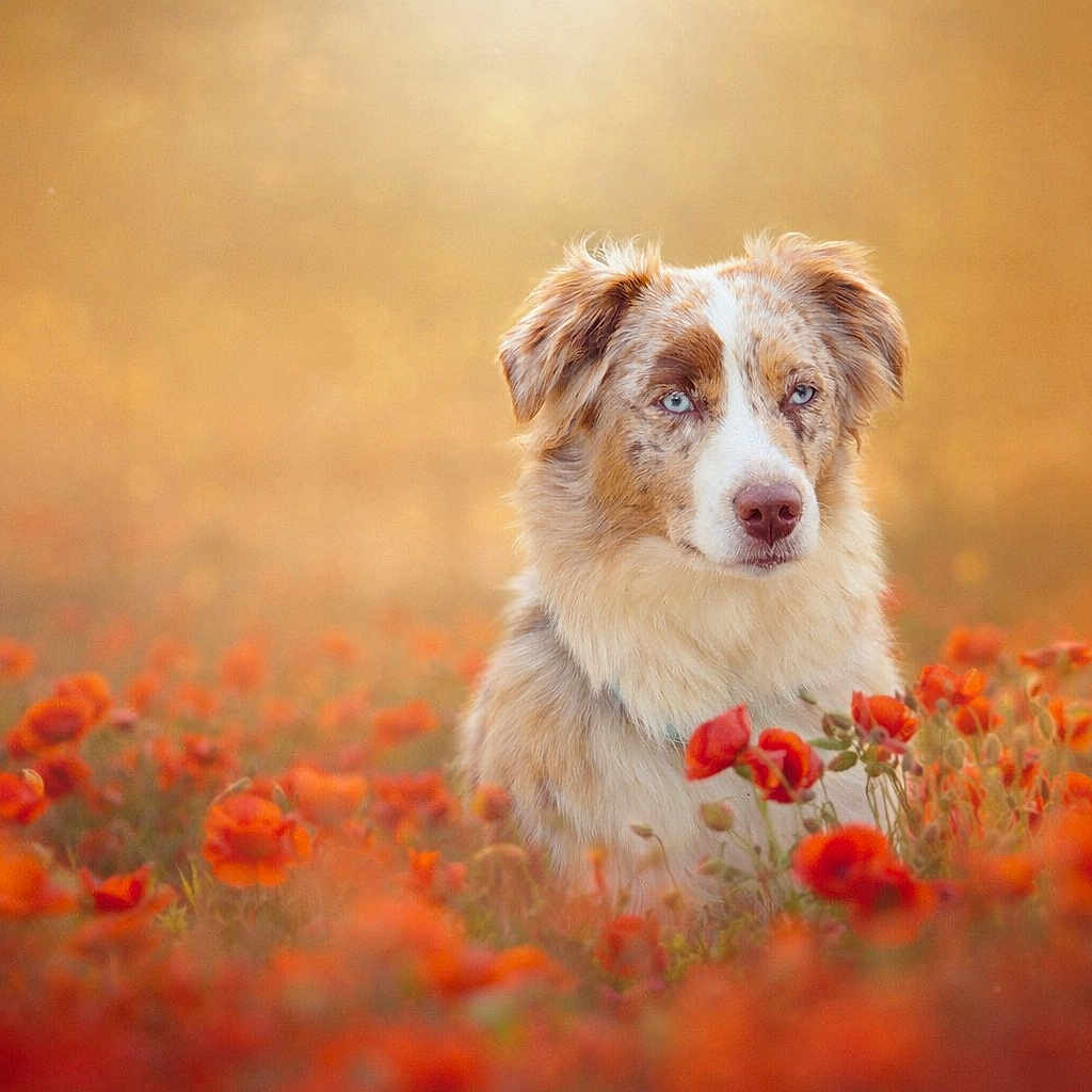Vanity a rejoint le concours — aidez-le/la à gagner de superbes lots ! animal, blue_eyes, canine, dog, dreamy, flora, flowers, fur, golden_light, grass, meadow, merle, nature, outdoor, pet, poppy_field, portrait, shallow_depth_of_field, sitting, spring