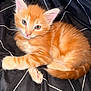 Yoda a rejoint le concours — aidez-le/la à gagner de superbes lots ! animal, bed, blanket, cat, closeup, cute, ears, feline, fluffy, indoor, kitten, lying_down, orange_tabby, paws, pet, resting, soft, tail, whiskers, young